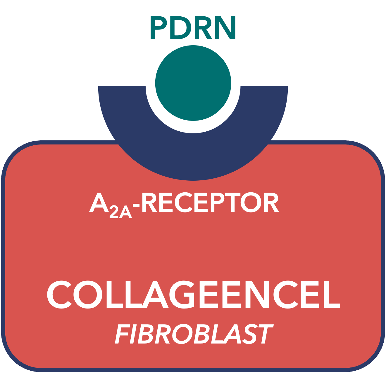 Fibroblasten
